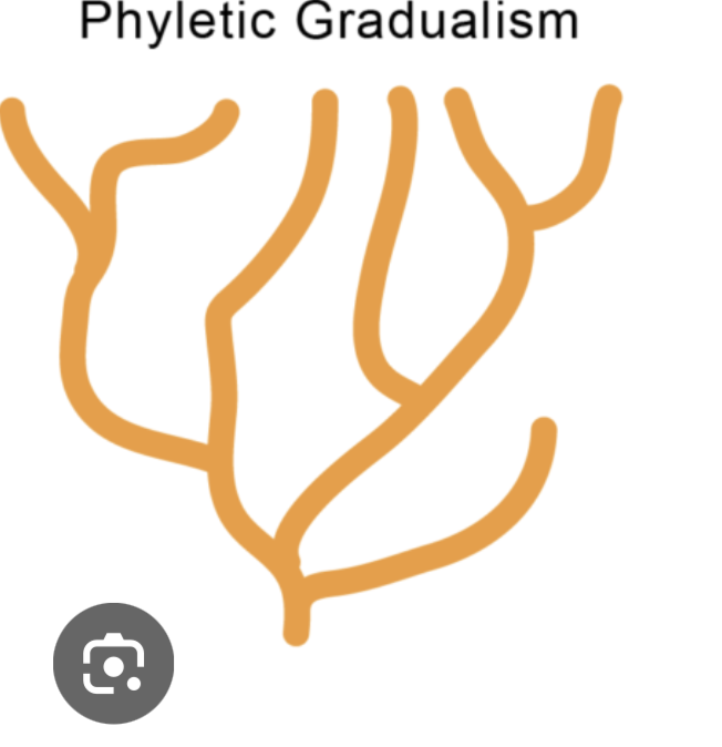 <p>Missing links are breaks in morphology (body form) in an evolutionary sequence in the model above. In this theory, missing links are a result of:<br> a ) very large genetic mutations in a single generation<br> b ) an unconformity in the rock record<br> c ) a breakdown in natural selection<br> d ) all of the above</p>