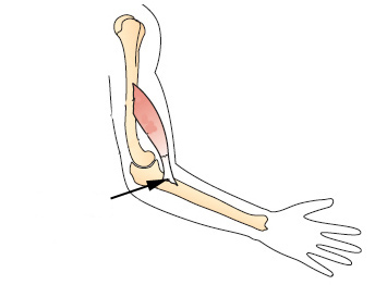 In the graphic below, what portion of the muscle is indicated by the arrow?