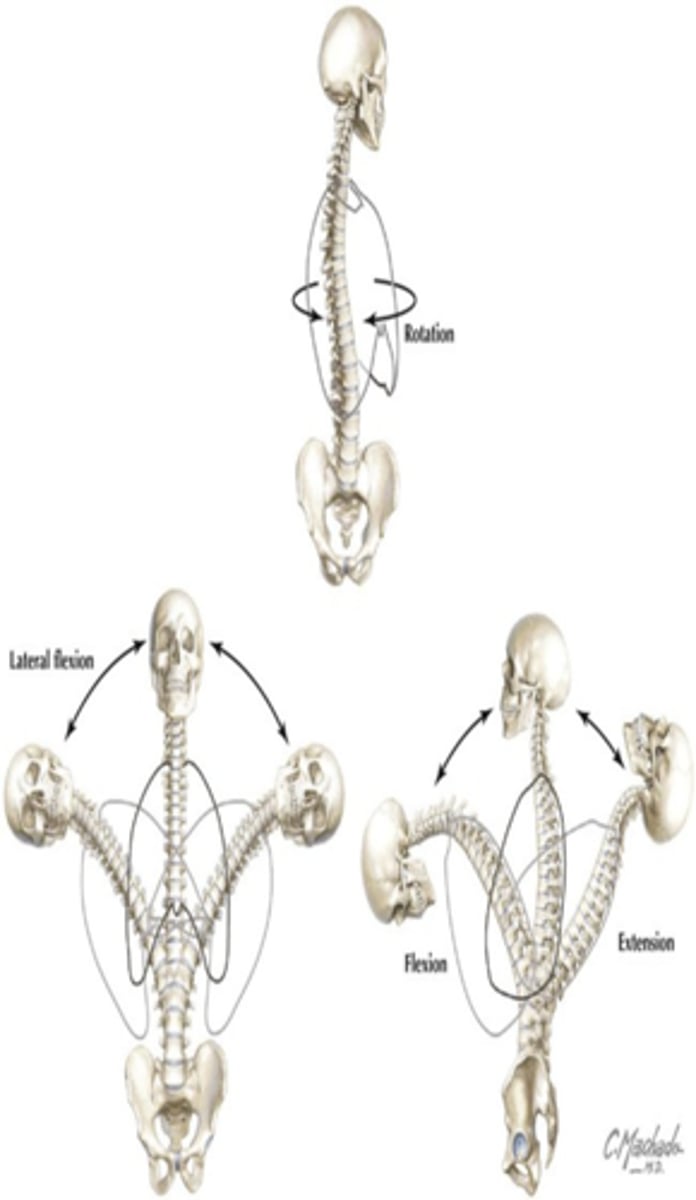 <p>Flexion, extension, abduction, and rotation</p>