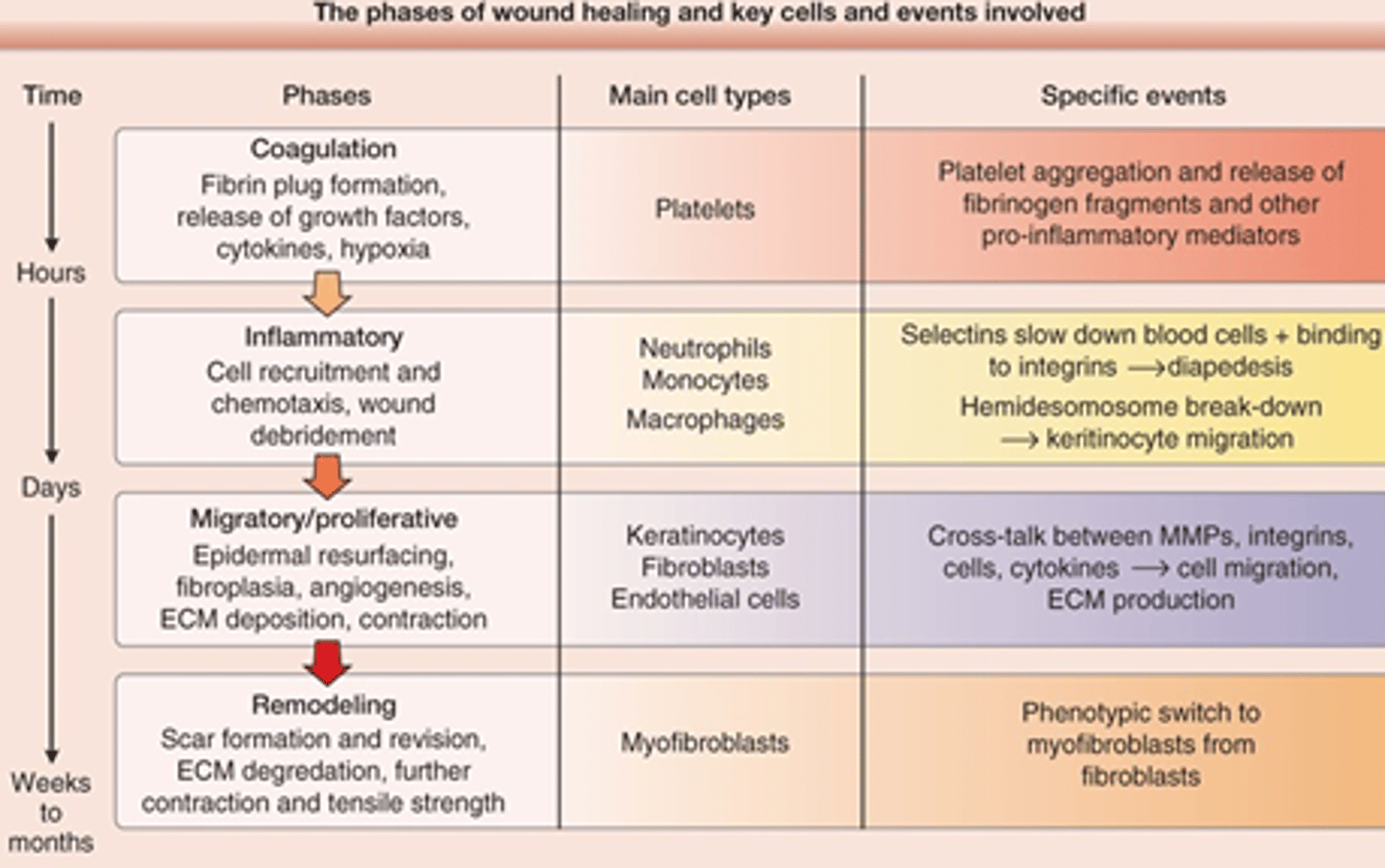 <p>1) Coagulation (hemostasis) - onset to 24 hours</p><p>2) Inflammatory - 6hrs - 7 days</p><p>3) Proliferative - 4days-3 weeks</p><p>4) Maturation &amp; Remodeling - 3 weeks to 1 year</p>