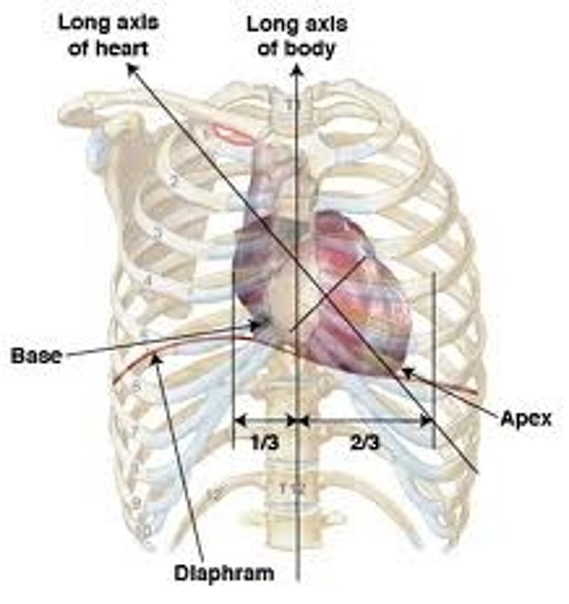 <p>Inferiorly on the left side</p>