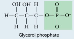 <p>phosphates (example: glycerol phosphate)</p>