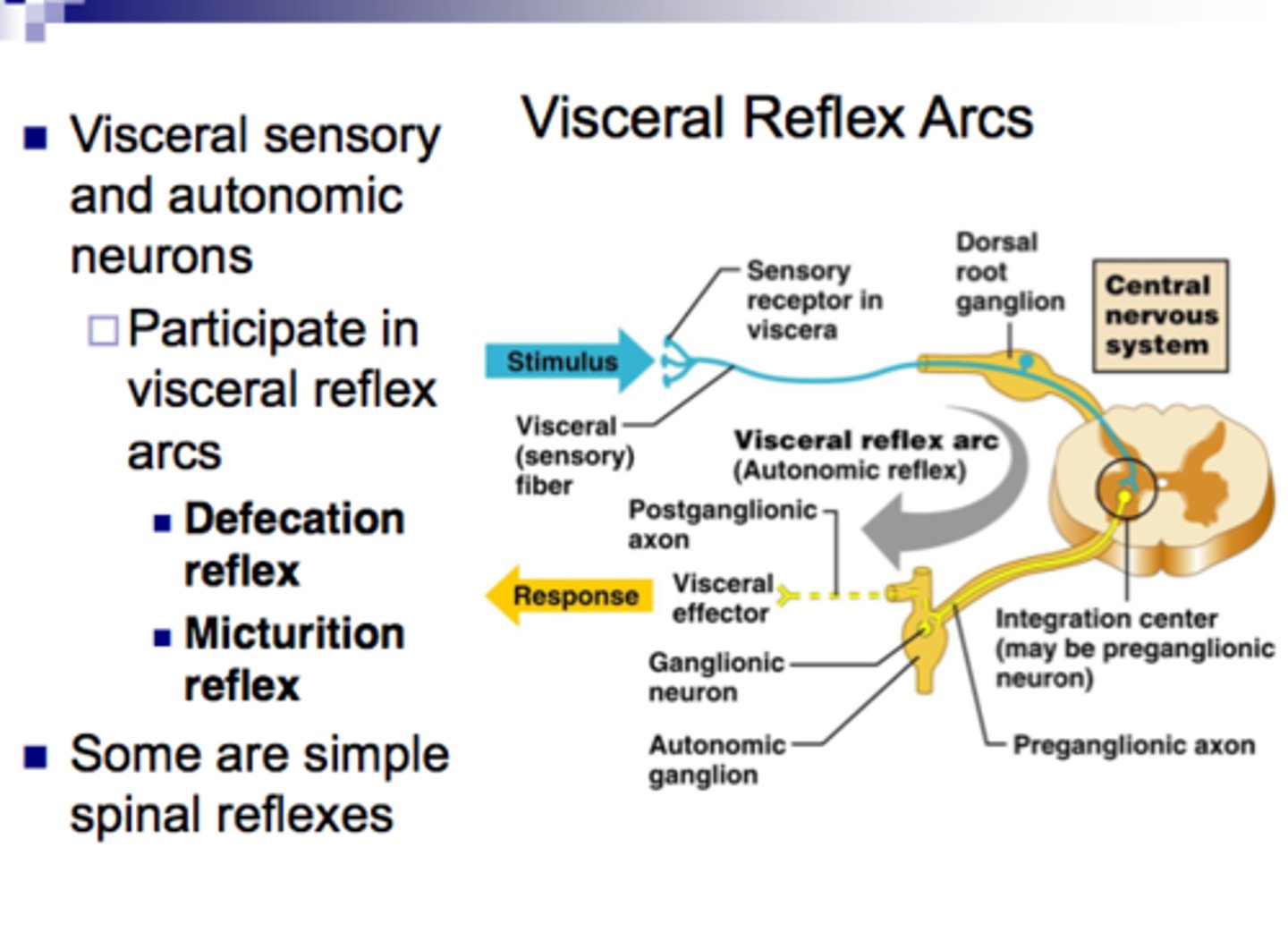 <p>Effector is smooth muscle, cardiac muscle, or glands</p>
