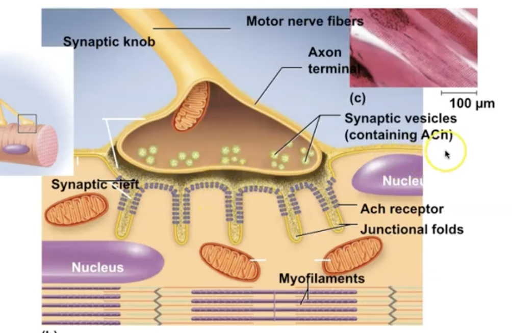 <p>way of communicating between the nervous system and muscular system along the synaptic cleft</p><ul><li><p>Acetylcholine (neurotransmitter) is released from neurons and exits in vesicles via exocytosis</p></li><li><p>binds to receptors on muscle cell → generating electrical signal that tells muscle to contract</p></li></ul>