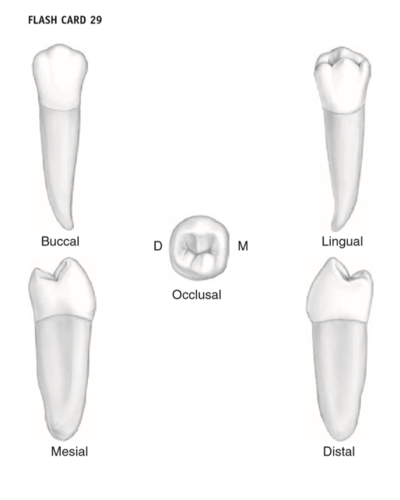 <ul><li><p>eruption 11-12 years </p></li><li><p>always larger than 1st premolar </p></li><li><p>2 cusp type - single lingual lobe </p></li><li><p>3 cusp type - 2 lingual cusps from 2 lobes </p></li><li><p>longer toot than 1st premolar </p></li><li><p>apex curves distally </p></li><li><p>no tendency to bifurcate </p></li><li><p>higher marginal ridges - functions like molar </p></li><li><p>mesial marginal ridge higher than distal </p></li><li><p>buccal cusp shorter than 1st premolar</p></li><li><p>more developed lingual cusp </p></li></ul><p></p>