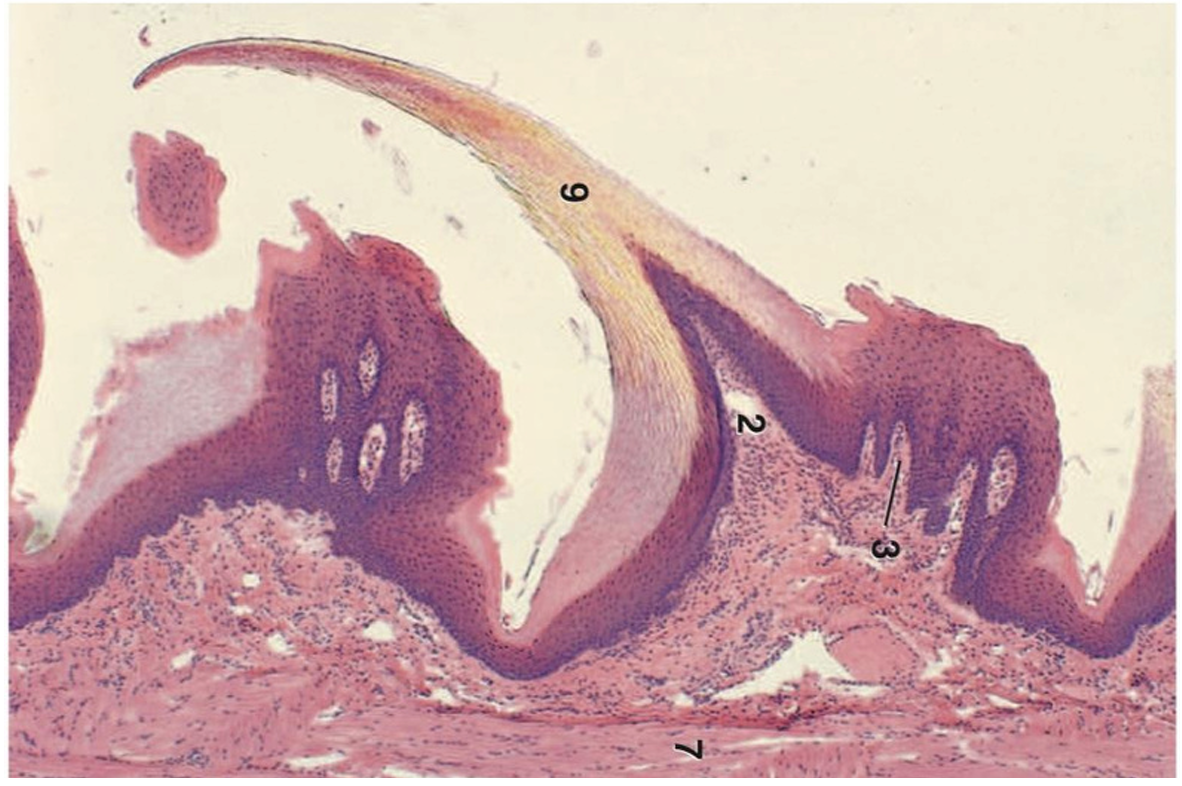 term image