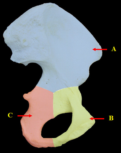 <p>Identify if this is a right or left and the name of the bone.</p>