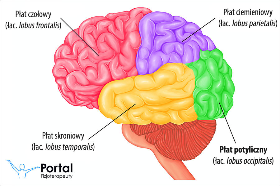<p>Occipital </p><p>(relating to the back of the head or skull)</p>