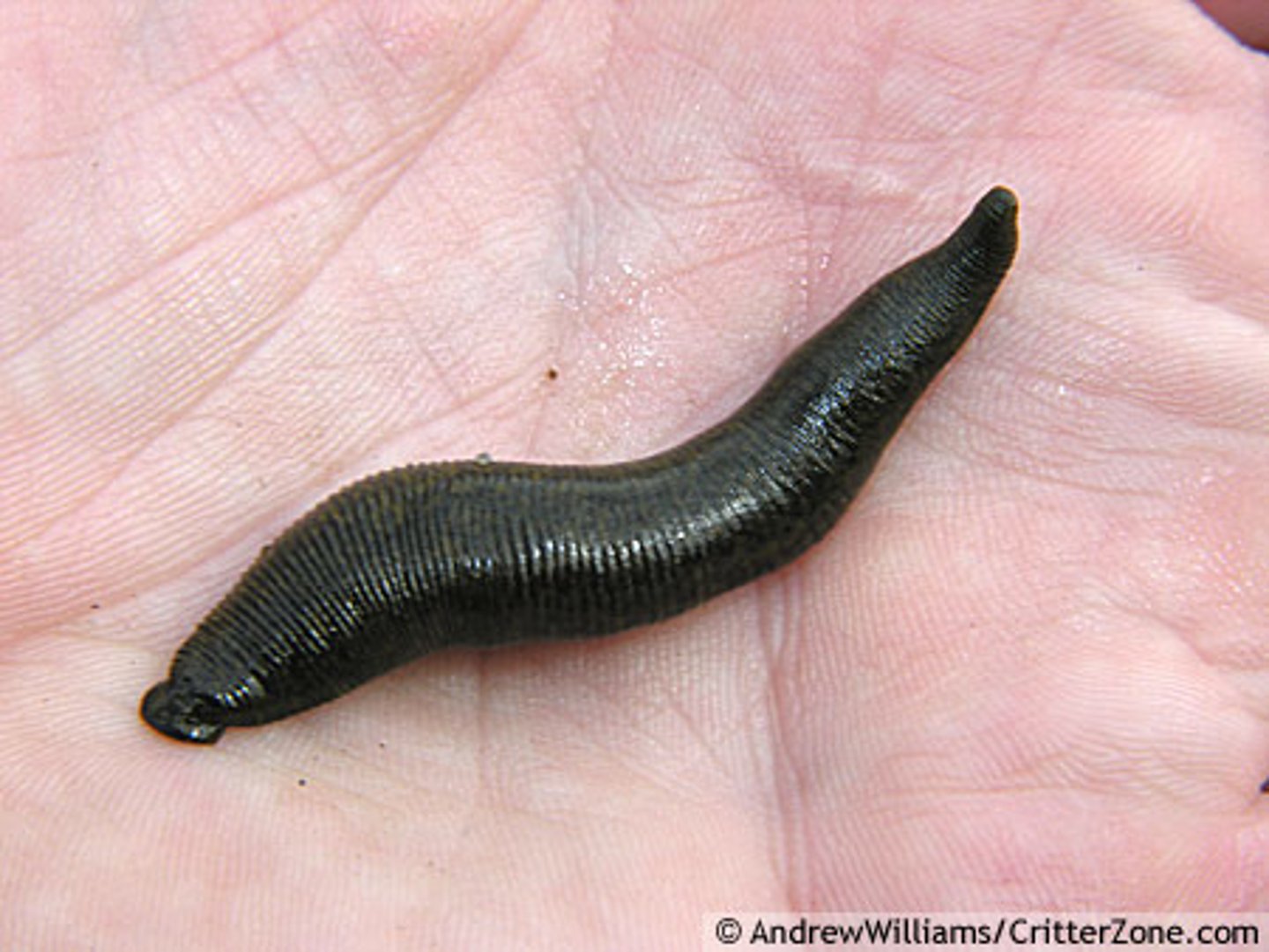 <p>Leeches:</p><p>Usually found in fresh water</p><p>Same body plan as other annelids</p><p>(dorsally flattened)</p><p>• No chaetae; No head</p><p>• Muscular body wall</p><p>• No peristalsis</p><p>• Two additional suckers</p><p>Some temporarily parasitic</p>