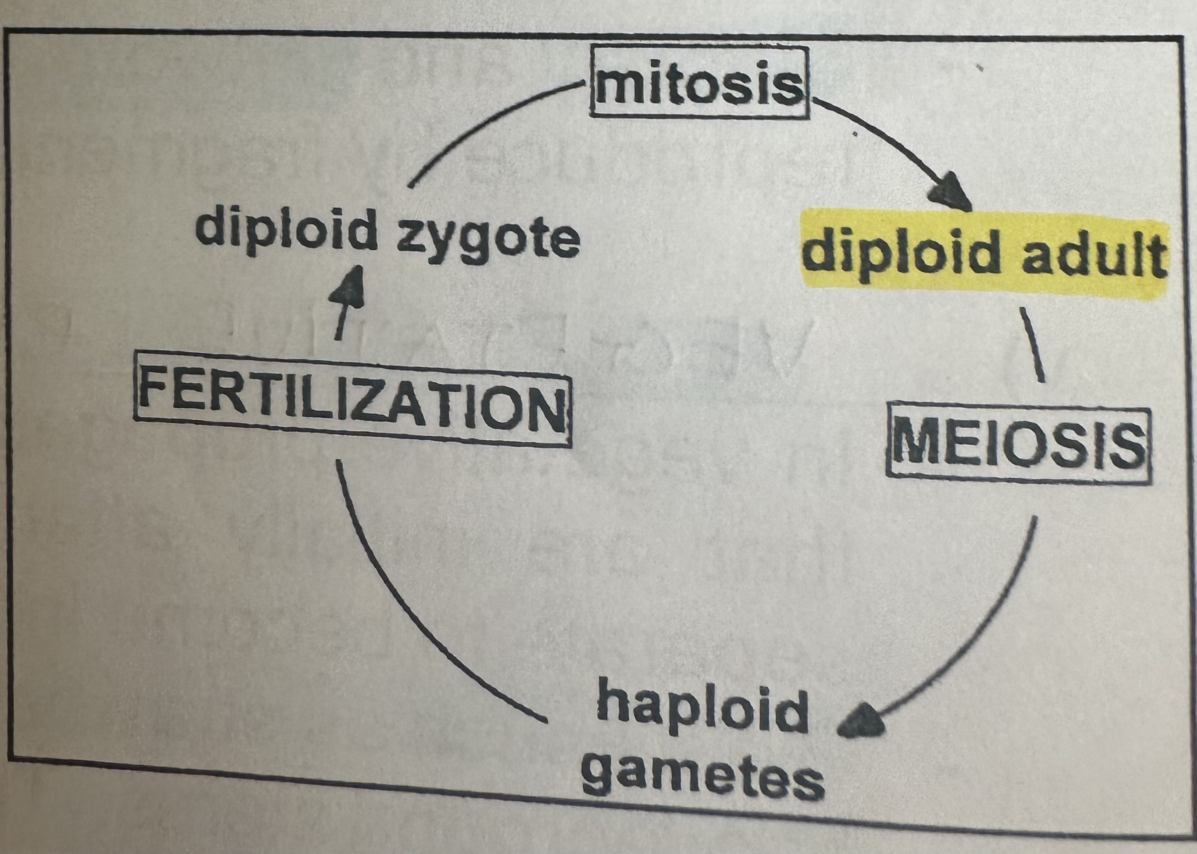<p>Dominant long-lived adult form is diploid and haploid gamete cells are only formed briefly.</p><p>Flowering plants have this too.</p>