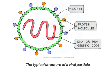<ul><li><p>A <strong>nucleic acid core</strong> (their genomes are either DNA or RNA, and can be single or double-stranded) </p></li><li><p>A <strong>protein coat</strong> known as a ‘<strong>capsid</strong>’ </p></li><li><p>Some viruses have an outer layer known as an ‘<strong>envelope</strong>’ formed usually from the membrane-phospholipids of a cell they were made in</p></li></ul><p></p>