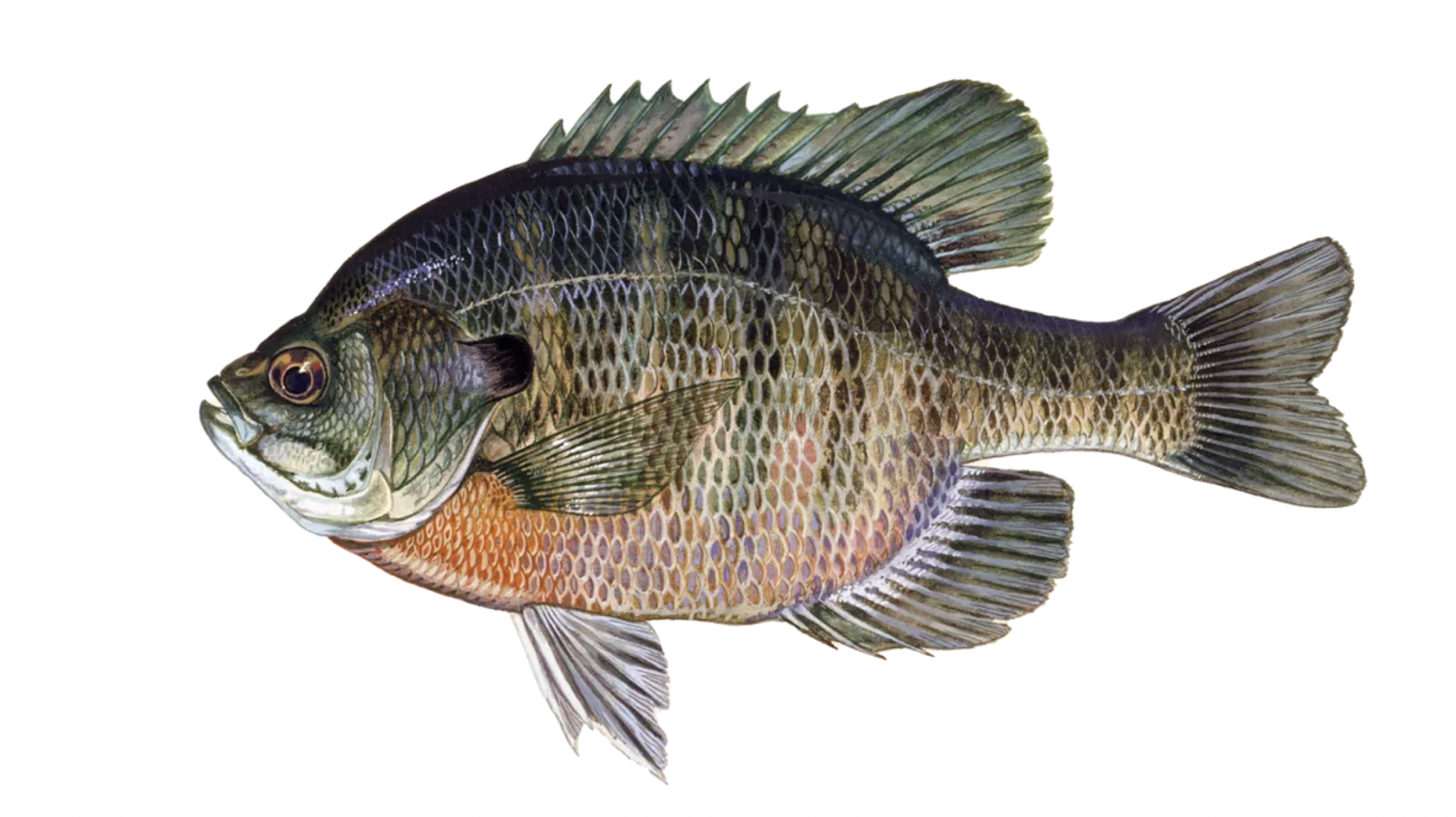 <p>Centrarchidae</p>