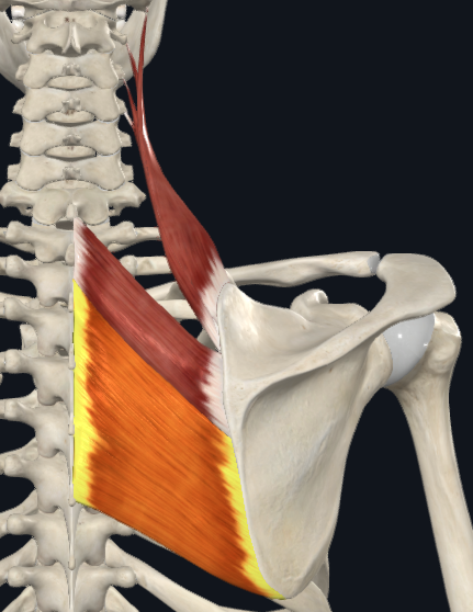 <p>Rhomboid major</p>