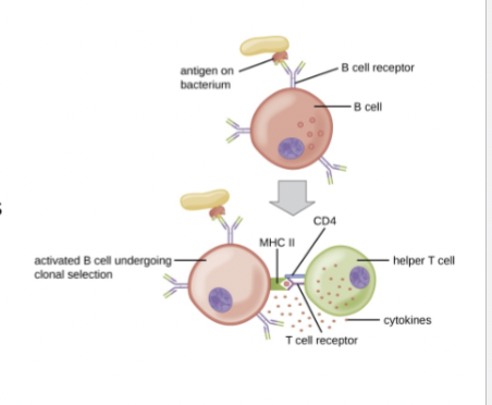 <p><span><span>T-cell dependent B- cell activation components</span></span></p>