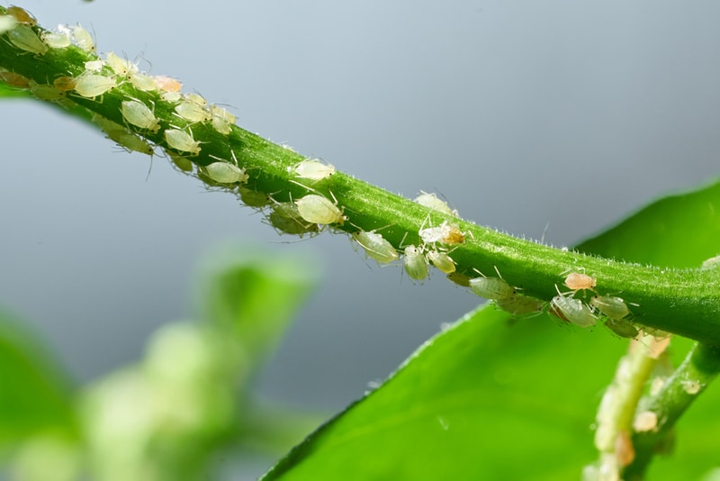 <p>little green bugs usually clustered together. Causes small holes in leaves.</p>