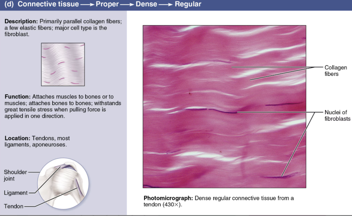 <p><span style="color: purple"><strong><em>Dense Connective Tissue</em></strong></span></p><ul><li><p><strong>DESCRIPTION</strong>: dense parallel bundles of collagen fibers; few cells, little ground substance</p></li><li><p><strong>FUNCTION</strong>: <span style="color: red">high tensile strength</span></p></li><li><p><strong>LOCATION</strong>: forms <span style="color: green"><strong>tendons</strong></span><span style="color: green">, </span><span style="color: green"><strong>ligaments</strong></span><span style="color: green">, </span><span style="color: green"><strong>aponeuroses</strong></span>; in cases where this tissue also contains numerous elastic fibers it is called elastic connective tissue</p></li></ul><p></p>