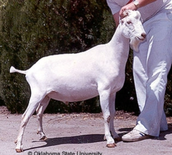 <p>small to no ears</p>