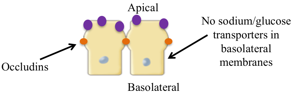 <ul><li><p>proteins that link adjacent cells together</p><ul><li><p>forms nearly impermeable junctions + limits molecule movement between cells</p></li></ul></li></ul><p></p>