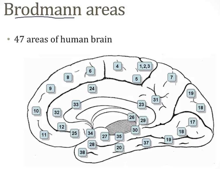 <p>-a way to divide the brain</p>