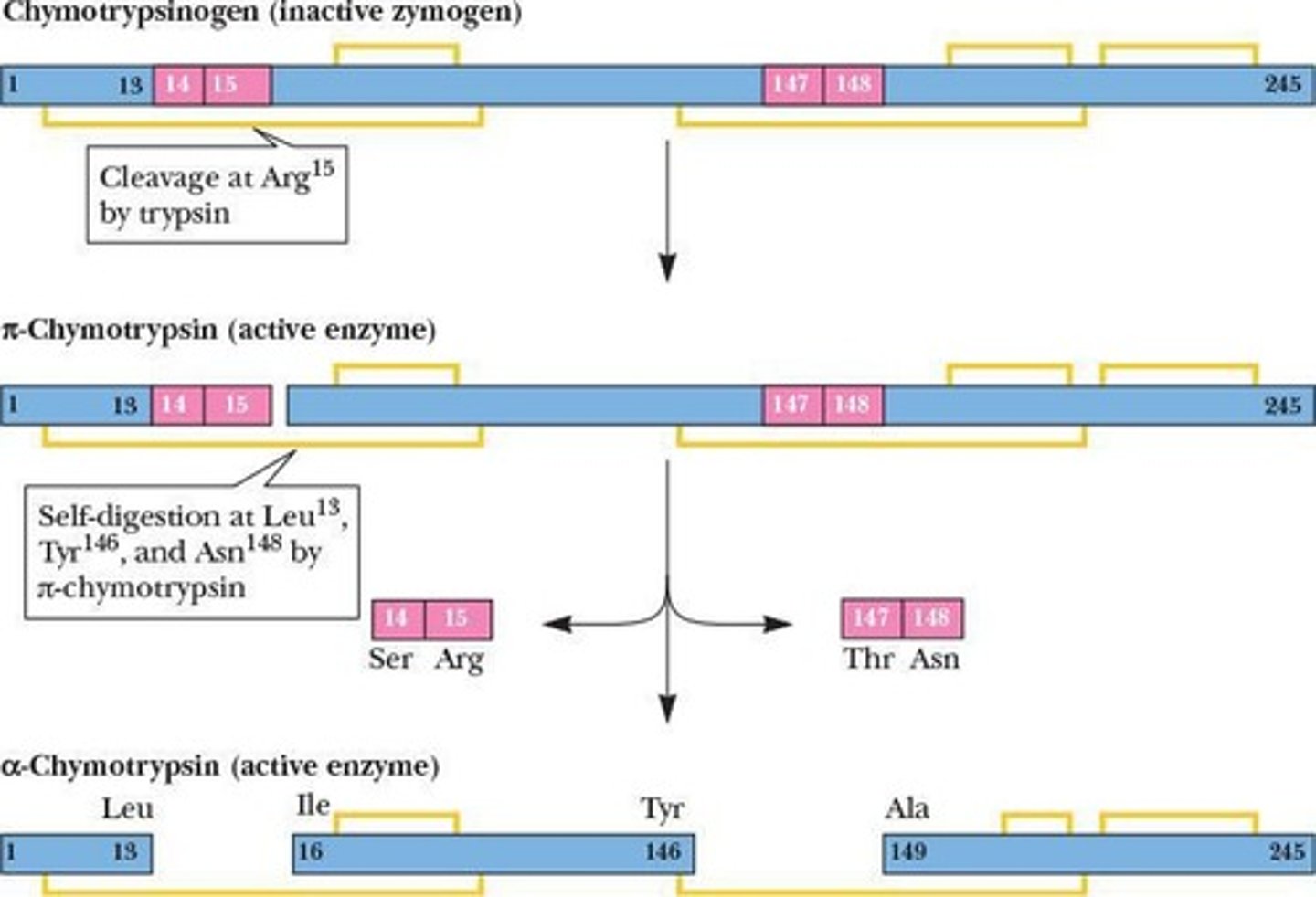 <p>Changes in primary structure lead to changes in tertiary structure, resulting in enzymatic activity.</p>