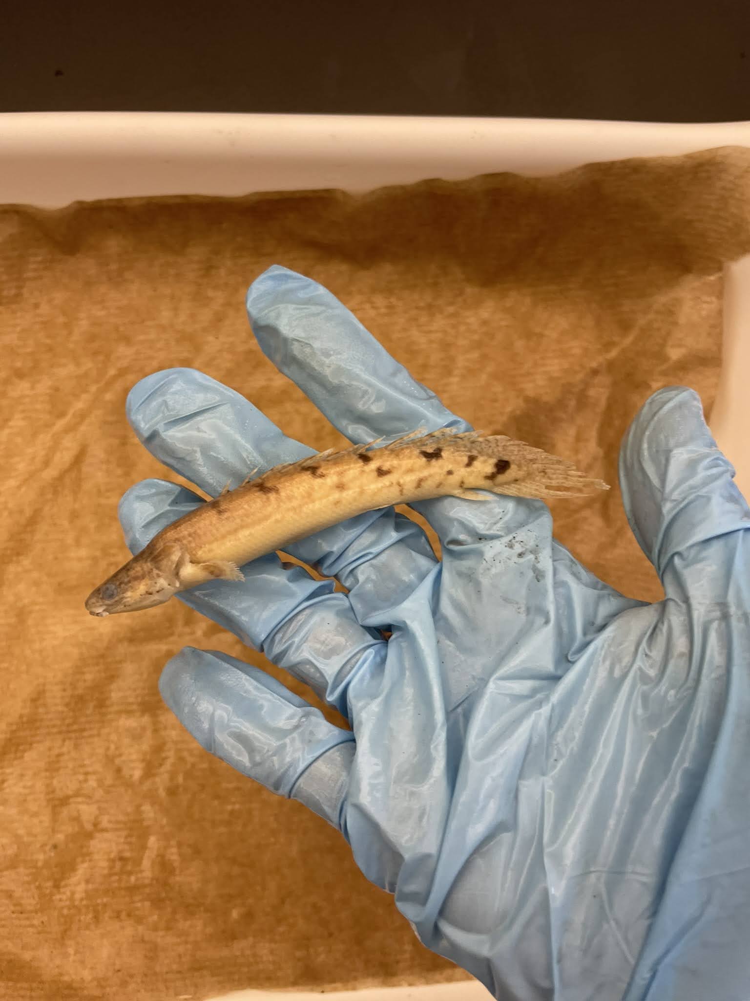 <p>Bichirs</p>