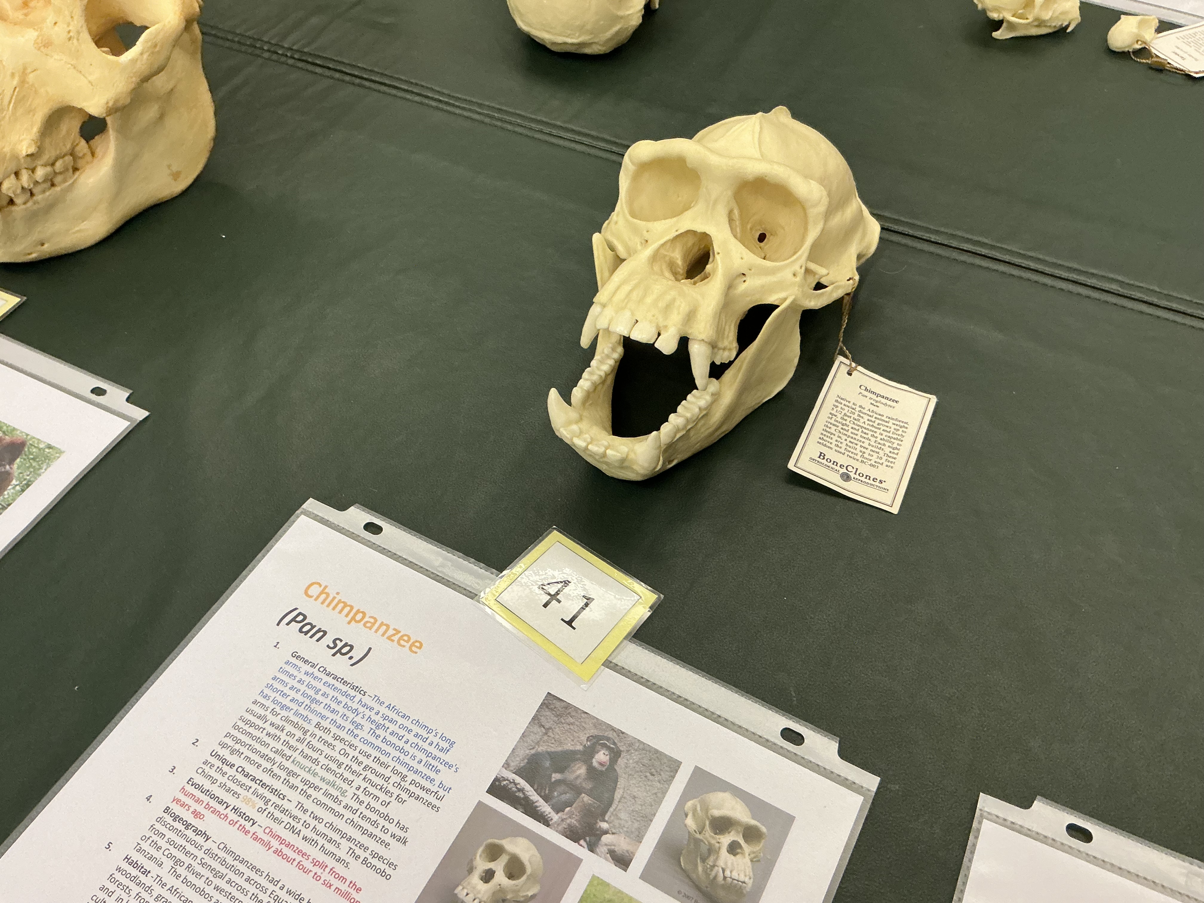 <p>What did chimps split from human branch? How are they different from bonobos?</p>