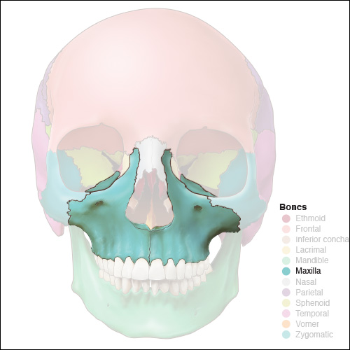 <p>Skull Bone:</p>