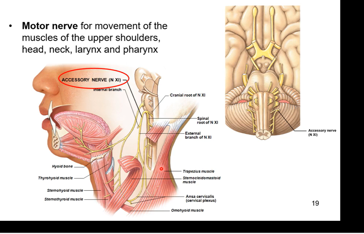 <p>motor nerve - helps innervates for movement of the muscles of the upper shoulders, head, neck, larynx, and pharynx</p>