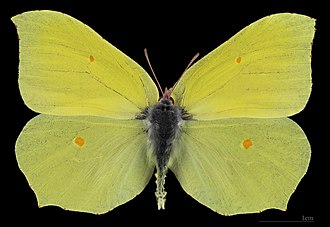 <p>Species of insect.</p>