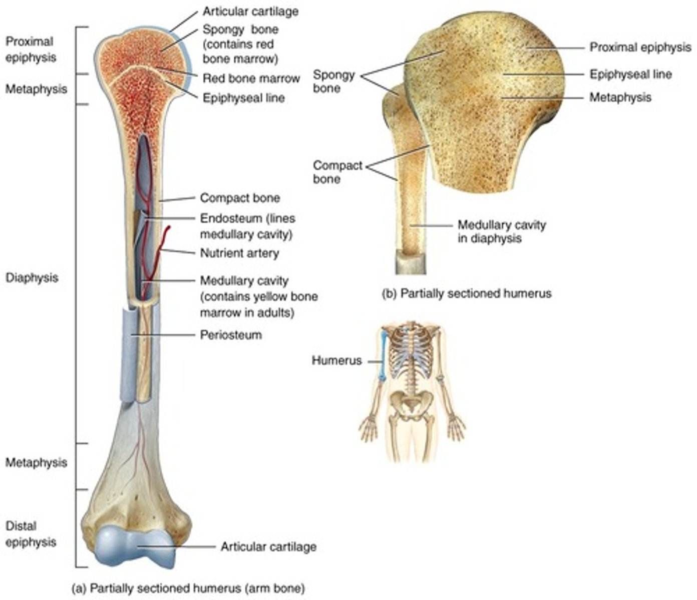 <p>region of a long bone between the epiphysis and diaphysis</p>