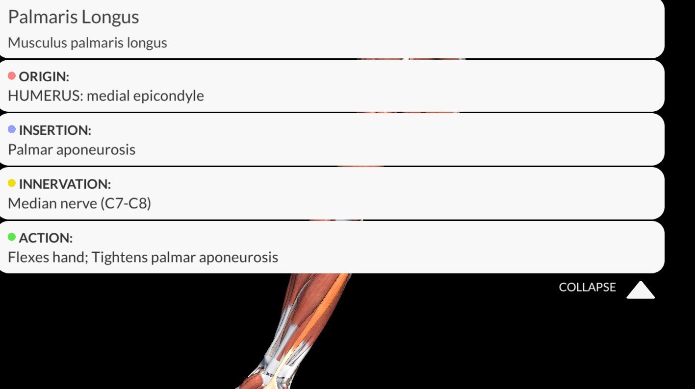 <p><strong><u>Origin</u></strong>: <strong>Medial epicondyle of the humerus</strong></p><p><strong><u>Insertion</u></strong>: <strong>Palmar aponeurosis of the hand.</strong></p><p><strong><u>Innervation</u></strong>: <strong>Median nerve</strong></p><p><strong><u>Function</u></strong>: <strong>Flexes wrist joint.</strong></p>