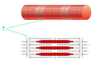 <p><span>Identify the indicated region of the sarcomere.</span></p>