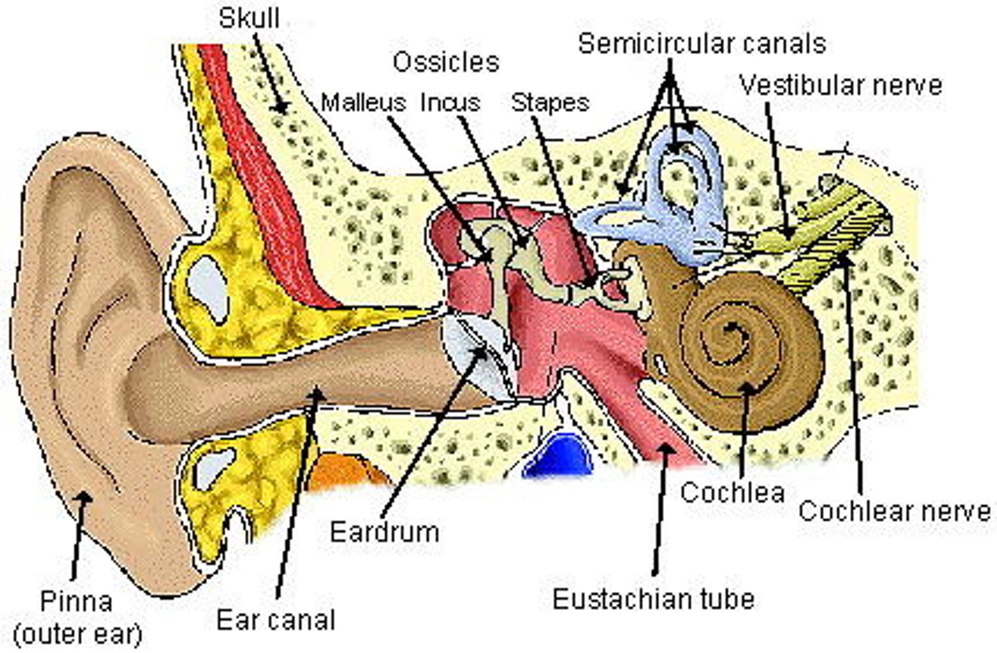 <p>KNOW YOUR EAR PARTS &amp; FUNCTIONS</p>