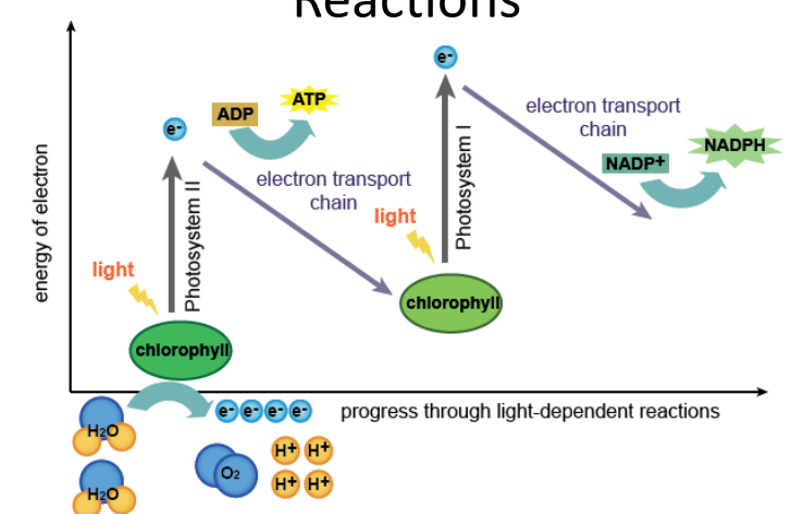 <ul><li><p>noncyclic&nbsp;</p></li><li><p>light dependent</p></li><li><p>Z pattern</p></li><li><p>light hits PS II first, photons received</p></li><li><p>electrons become energized and move to electron accepter molecule in etc</p></li><li><p>water is split to replace those electrons: <strong>oxygen</strong>, two hydrogen and 2 electrons</p></li><li><p>first electrons move to PSI</p></li><li><p>creates high proton concentration in stroma</p></li><li><p>protein pumps protons from stroma to thylakoid space</p></li><li><p>protons move through atp synthase (diffusion) and release energy</p></li><li><p>energy used to produced atp from adp + phosphate</p></li></ul><p></p>