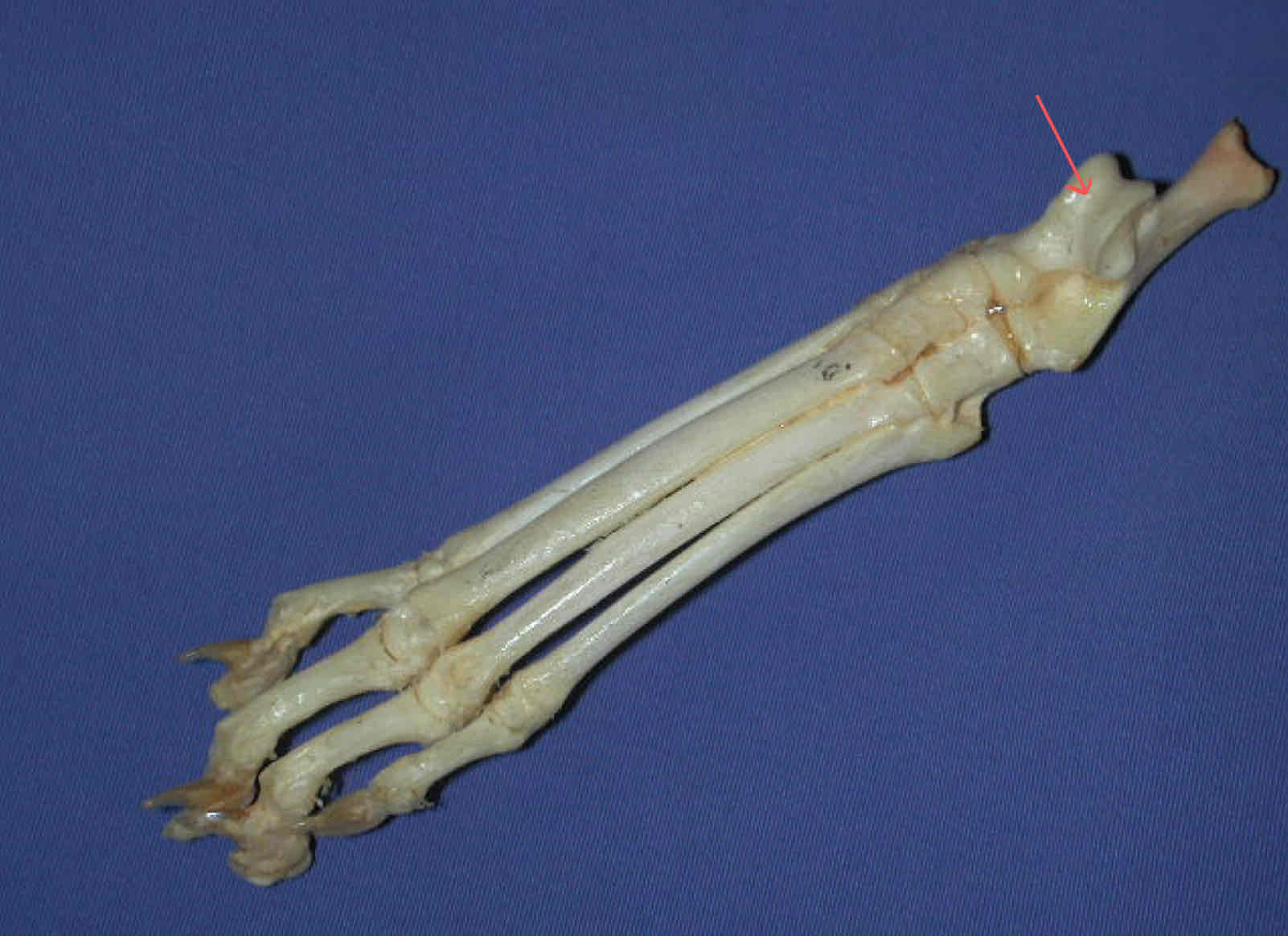 term image