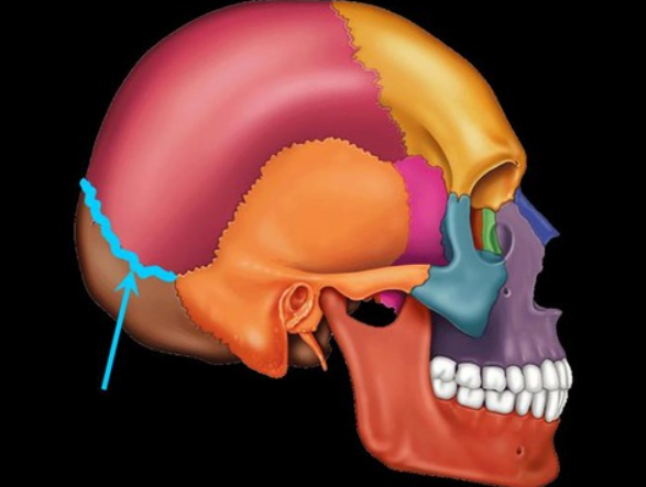 <p>sits between the occipital and parietal lobe</p>