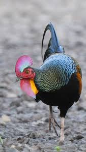 <p>Green Junglefowl</p>