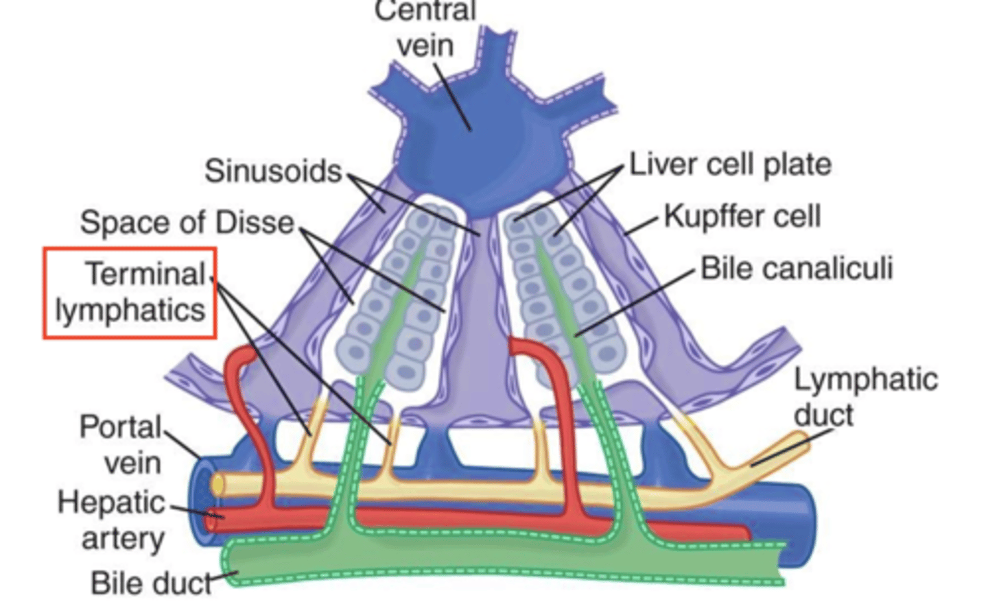<p>lymphatic ducts and terminal lymphatics, collects lymph from the space of Disse and carries it away from the liver.</p>