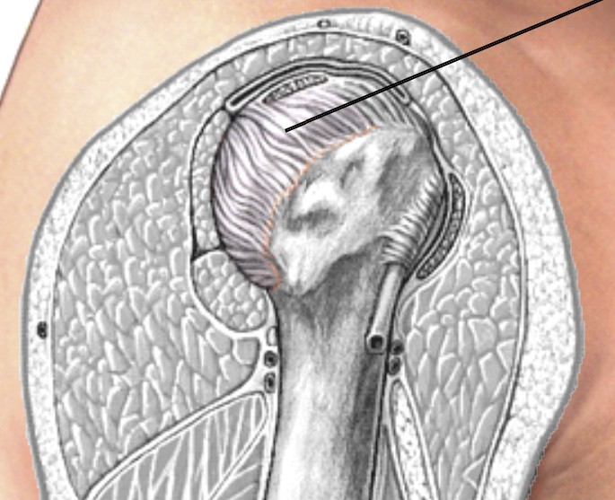 <p>Which part of the shoulder warps around the humerus head and has a fibrous outer layer and synovial membrane inner layer?</p>
