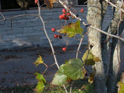Green hawthorn