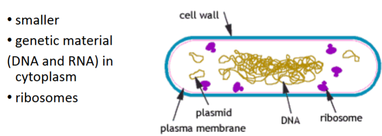 <p>Free flowing genetic material</p>
