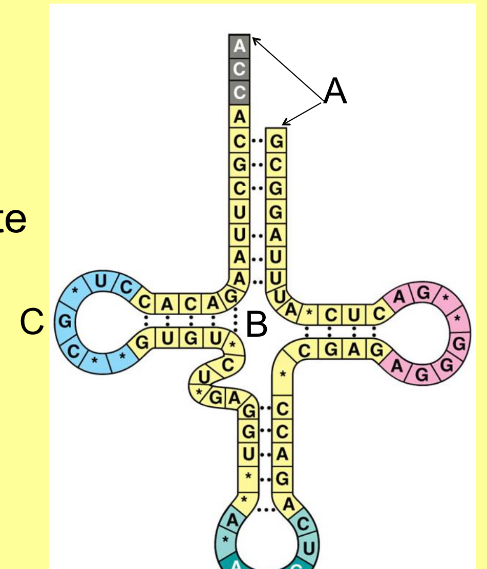 <p>Following incorrectly identified in figure:</p>