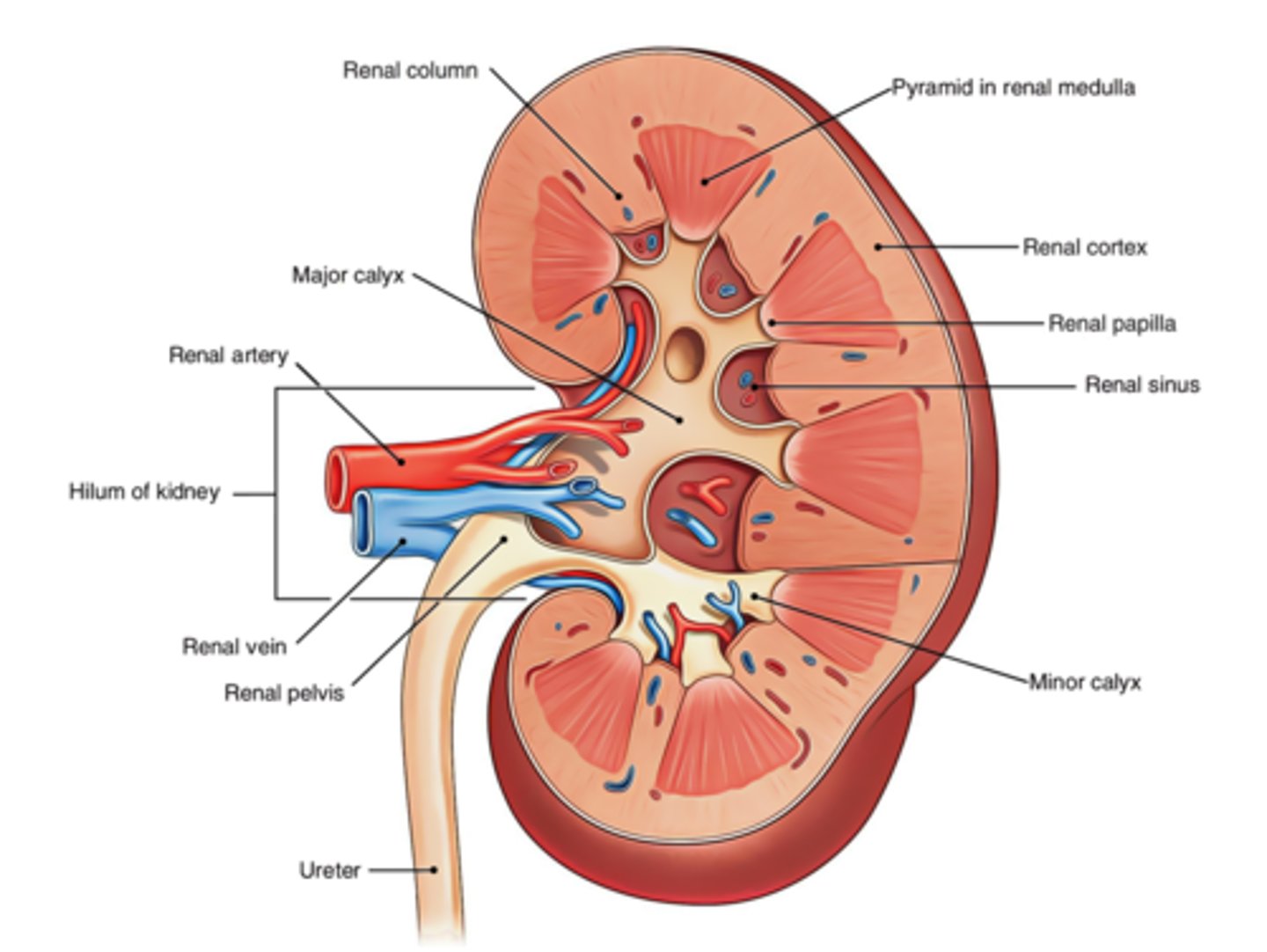 <p>- leads to renal sinus</p><p>- where ureters, blood vessels, lymphatics, and nerves enter/exit</p>