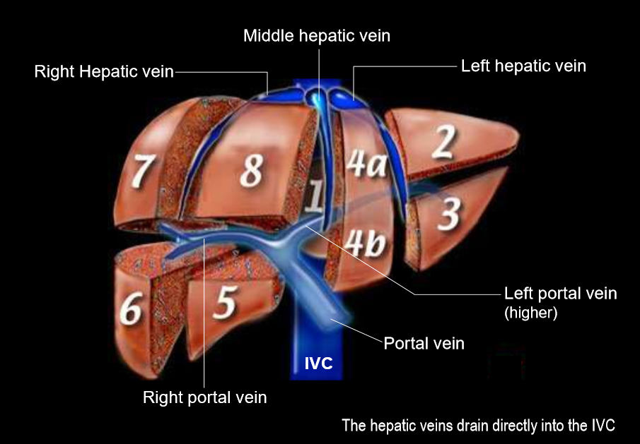 <p>what segments of the liver would be visable through a CT scan at the level of the LEFT portal vein (superior)</p>