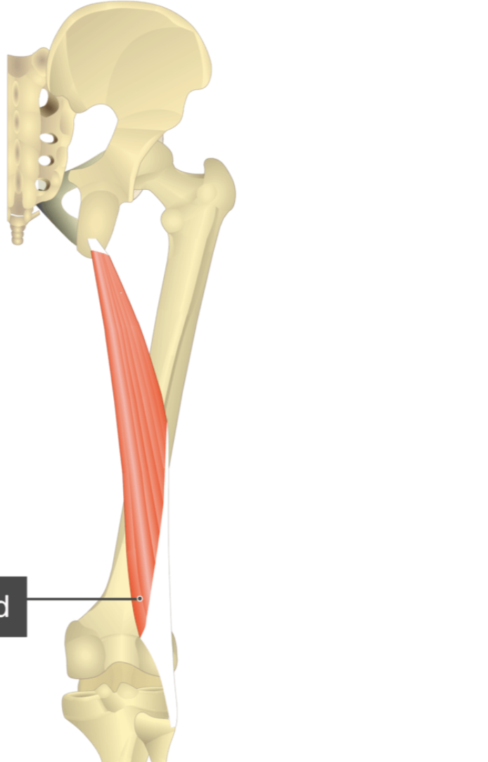 <p></p><p>origin: ischial tuberosity</p><p>insertion: lateral condyle of tibia and head of fibula</p>