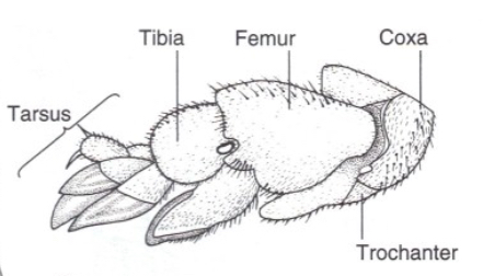 <p>What are Fossorial type legs used for?</p>