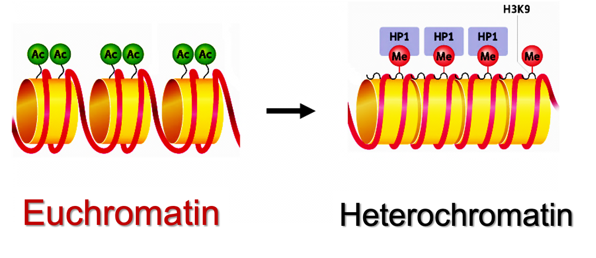 <p>The role of HP1 (Heterochromatin-1) on H3 Lysine 9 methylation (H3K9me3) is the conversion from euchromatin → heterochromatin. </p>