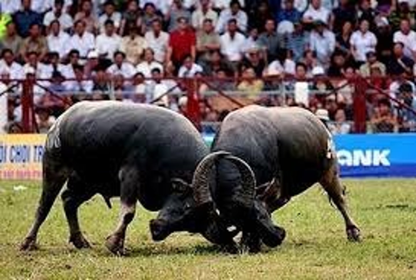 <p>np • /ˈbʌfələʊ ˈfaɪtɪŋ/ • A contest between two buffalos. • Chọi trâu • "Buffalo fighting is popular in some rural festivals."</p>