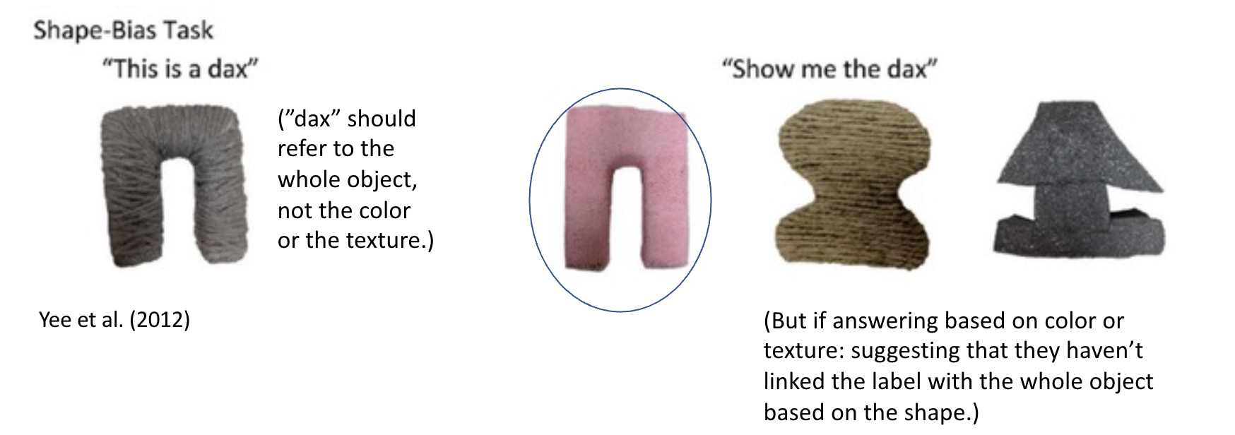 <ul><li><p>2-3 yo categorize objects by shape with the same label: “shape bias”</p></li><li><p>12-18 mo don’t show strong shape bias → less attentive to shapes</p></li></ul><p></p>