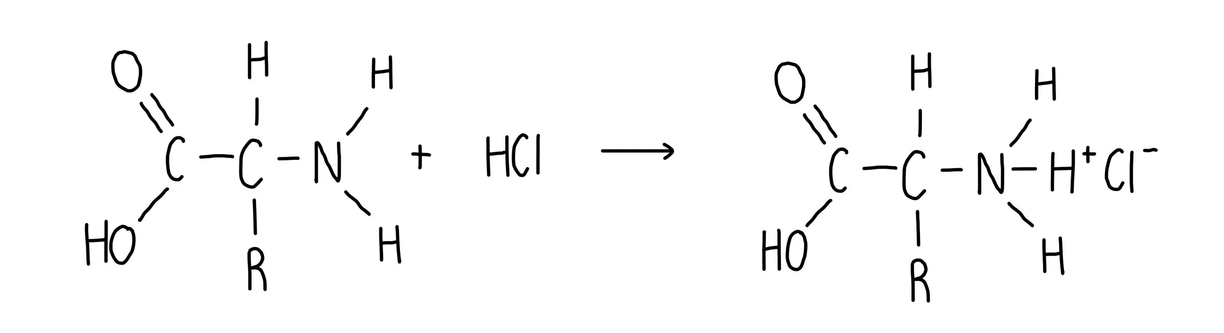 <ul><li><p>exist in cationic (positive ion form)</p></li><li><p>NH<sub>2</sub> becomes NH<sub>3</sub><sup>+</sup></p></li></ul><p></p>